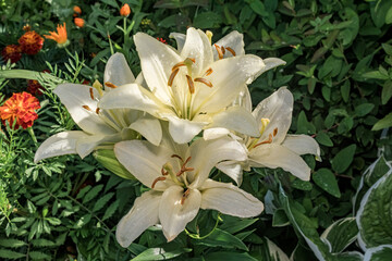 Asiatic Hybrid Lily (Lilium hybridum) in garden