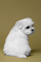 Little white puppies maltese in the studio