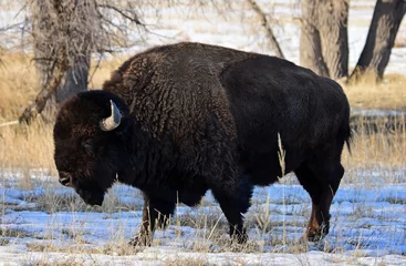 Rucksack Amerikanischer Bison, der im Winter im Rocky Mountain Arsenal Nation Wildlife Refuge in Commerce City, in der Nähe von Denver, Colorado, neben Pappeln im Schnee spazieren geht © Nina