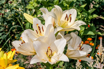 Fototapeta premium Asiatic Hybrid Lily (Lilium hybridum) in garden