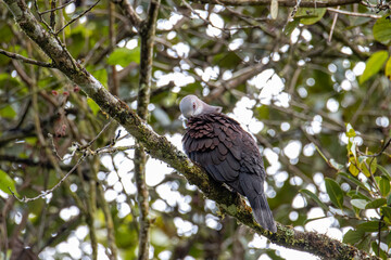 Mountain Imperial Pigeon perch on tree branch on nature rainforest jungle