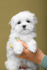 Little white puppies maltese in the studio