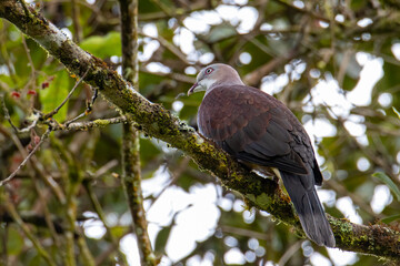 Mountain Imperial Pigeon perch on tree branch on nature rainforest jungle