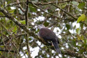 Mountain Imperial Pigeon perch on tree branch on nature rainforest jungle