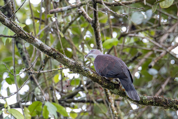Mountain Imperial Pigeon perch on tree branch on nature rainforest jungle