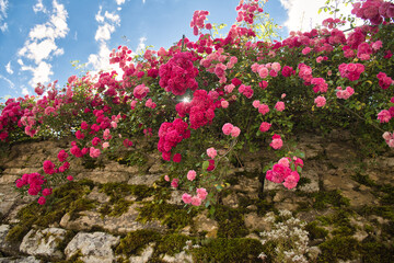 Obraz premium Mauer mit Rosen in Frankreich