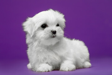 Beautiful and cute maltese puppies on a purple background