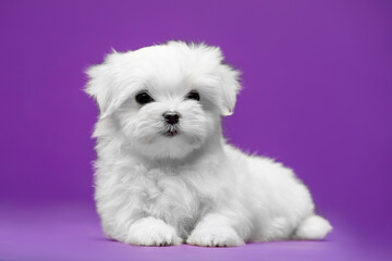 Beautiful and cute maltese puppies on a purple background