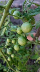 green tomatoes on a tree