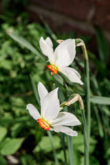 Poet's Daffodil (Narcissus poeticus) in garden