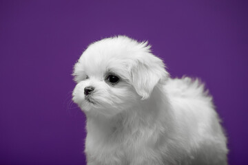 Beautiful and cute maltese puppies on a purple background