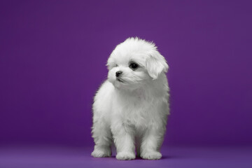 Beautiful and cute maltese puppies on a purple background - obrazy, fototapety, plakaty