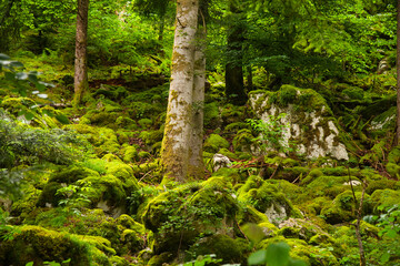 Mystischer Wald im französischen Jura