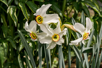 Fototapeta premium Poet's Daffodil (Narcissus poeticus) in garden