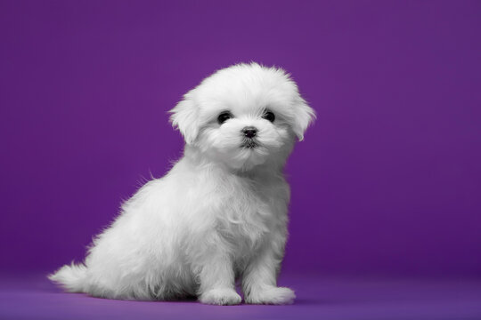 Beautiful and cute maltese puppies on a purple background