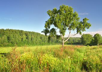 Fototapeta premium Summer morning in the field. A birch tree under a blue sky, thick grass and wildflowers on a green meadow, fog on the horizon. Nature of Siberia, Russia