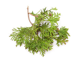 Green branch of thuja.