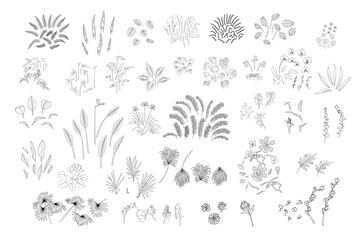 Set of various monochrome tropical plants leaves and flowers. Black line art. Stock vector illustration.