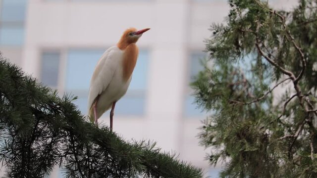 A cattle egret (bubulcus ibis) sitting on the branch of a tree.