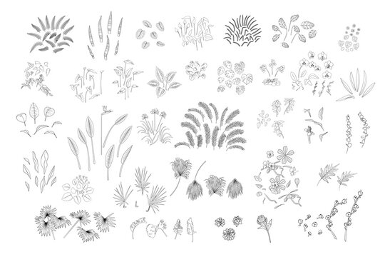 Set of various monochrome tropical plants leaves and flowers. Black line art. Stock vector illustration.