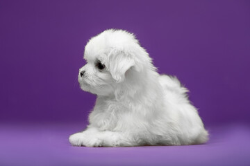 Beautiful and cute maltese puppies on a purple background