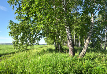 Summer morning in the field. Birch trees among thick grass on the edge of an agricultural field under a blue sky. Nature of Siberia, Russia