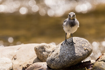 Motacilla alba - The white wagtail, standing on a stone by the river