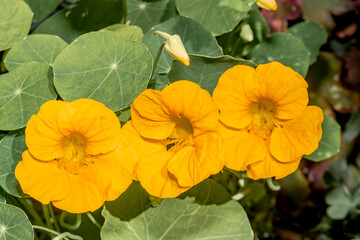 Garden Nasturtium (Tropaeolum majus) in garden
