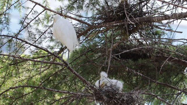 Intermediate egret, young birds and their mother in a nest.