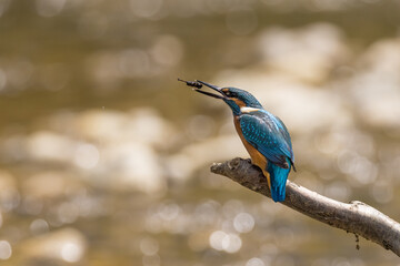 Common Kingfisher (Alcedo atthis) perching on a branch.