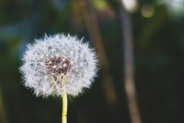 An airy dandelion with light seeds on a dark background.