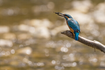 Common Kingfisher (Alcedo atthis) perching on a branch.