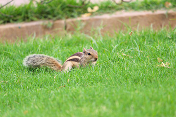 Fototapeta premium squirrel in the garden 