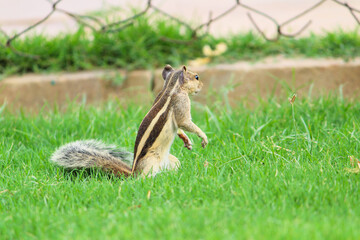 squirrel in the garden 