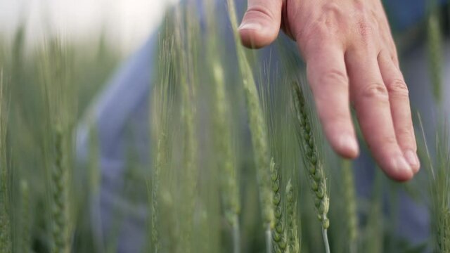 Agriculture. Hand of farmer worker touches green ears of wheat. Growing organic food in countryside. Agriculture concept Farmer hand on wheat germ. Farmer worker on green wheat field checks harvest