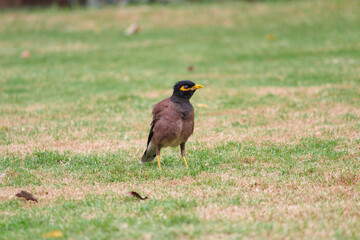 Indian myna on the grass field