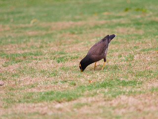 Indian myna on the grass field
