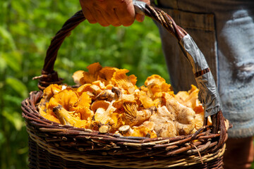 Pilzsammler mit einem Korb voller Pfifferlinge