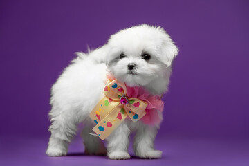 Beautiful and cute maltese puppies on a purple background