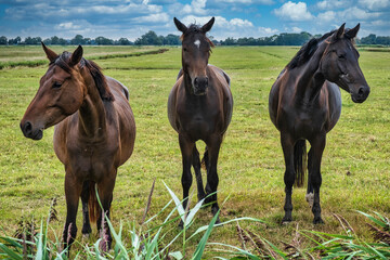 Portrait of three horses in a paddock in Butjadingen / Germany in sunny weather 