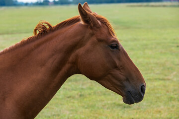 Fototapeta premium Portrait of a brown horse in a paddock in Butjadingen / Germany in sunny weather