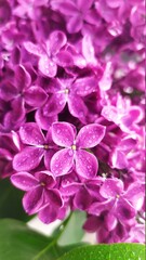Lilac flowers and water drops