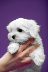Obraz premium Beautiful and cute maltese puppies on a purple background