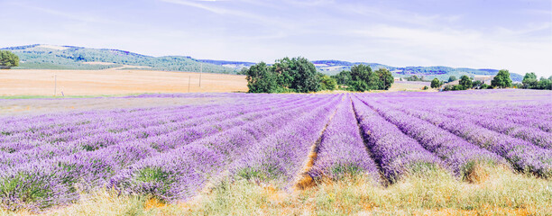 Fototapeta na wymiar Lavender field at summer