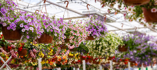 colorful flower pots hanging in ornamental garden plants center. banner copy space