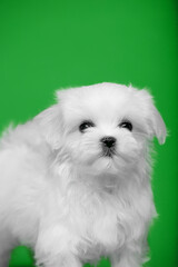 Beautiful little white puppies of Maltese breed
