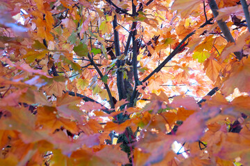 Red maple leaf in autumn season with branches,Leaves background.