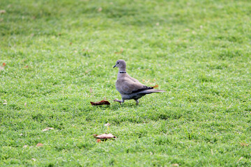 Indian pigeon on the grass field