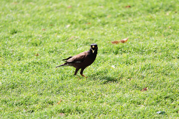 Indian myna on the grass field