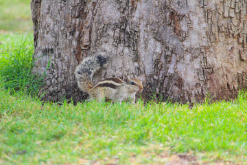 squirrel in the garden 